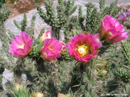 Cylindropuntia imbricata